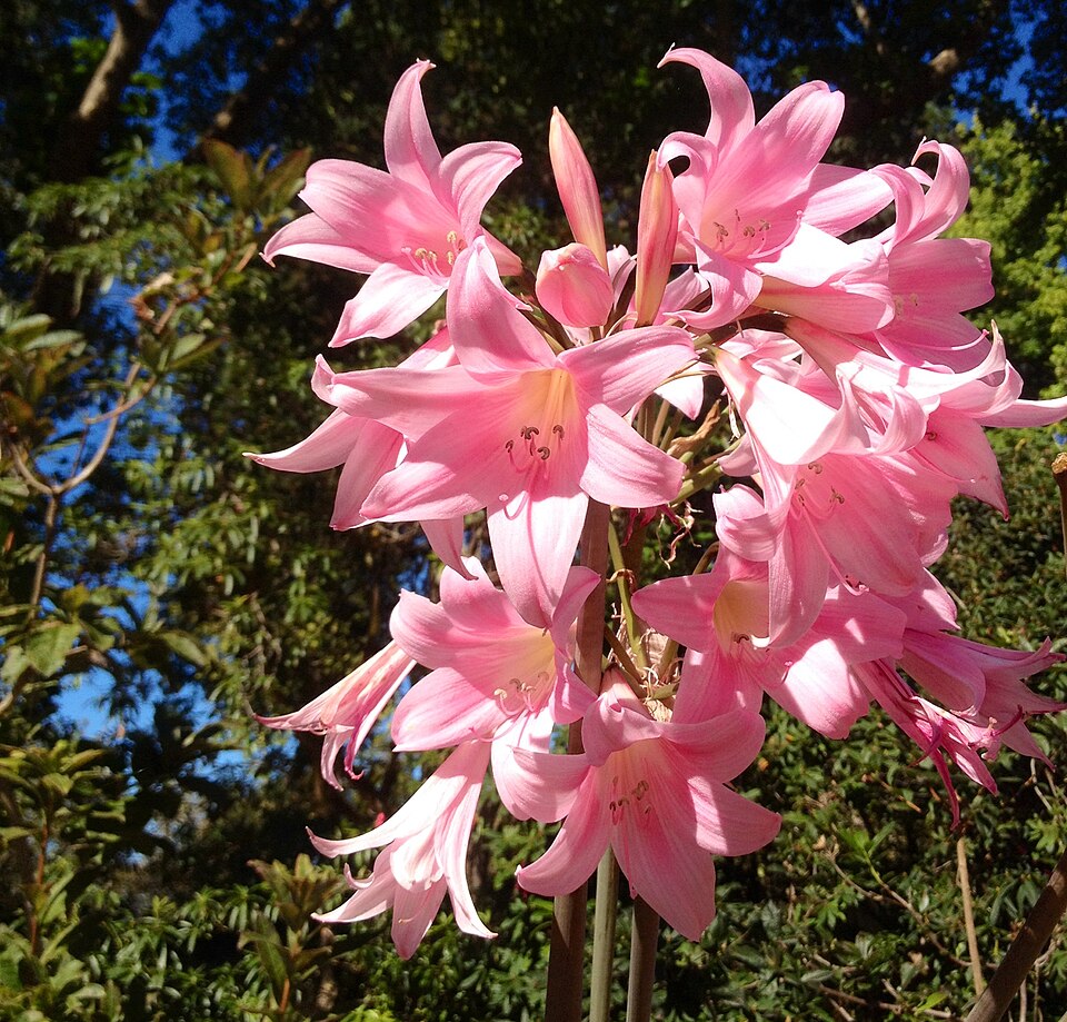 Amaryllis Belladonna